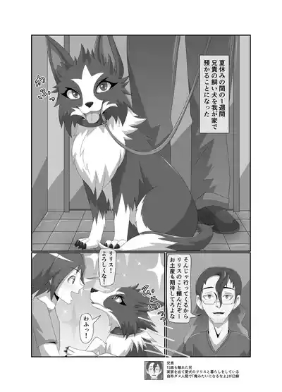 Bad Dog 4