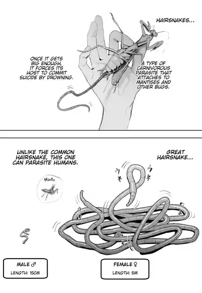 Oohariganemushi No Seitai | The Great Hairsnake 1